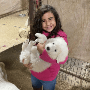 3683316222 Inside Our Maremma Puppy Program
