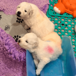 Sevro & Aurae Litter 8/25