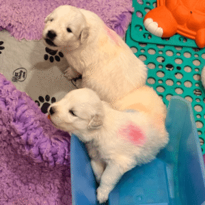 572370192 Inside Our Maremma Puppy Program