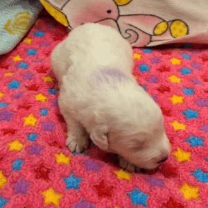 2004489855 Inside Our Maremma Puppy Program