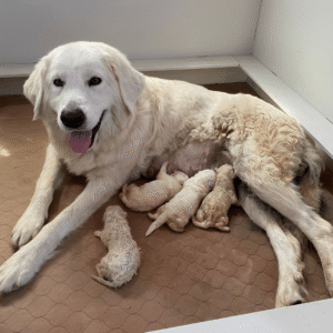 3959930593 Inside Our Maremma Puppy Program