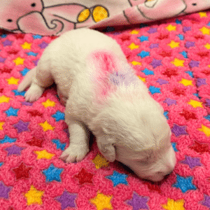 2223372411 Inside Our Maremma Puppy Program