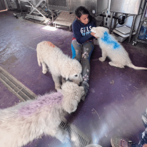 1129748572 Inside Our Maremma Puppy Program