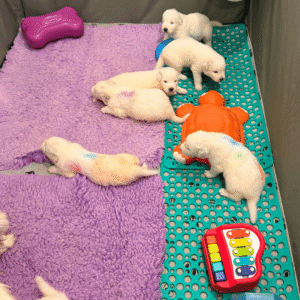 1246987559 Inside Our Maremma Puppy Program