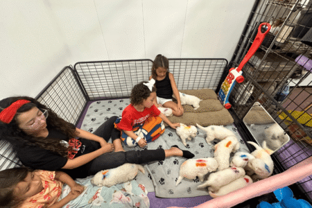 4285187493 Inside Our Maremma Puppy Program