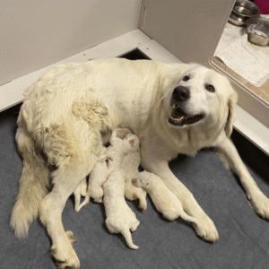 2753155667 Inside Our Maremma Puppy Program