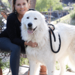 540886913 Success Stories: Prancing Pony Maremmas Thriving Across North America