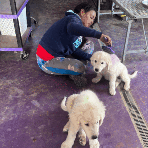 4221751042 Inside Our Maremma Puppy Program