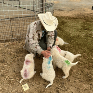 310872653 Inside Our Maremma Puppy Program