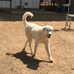 Pax & Marcella Litter 6/24