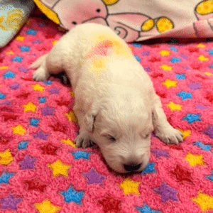 4231996026 Inside Our Maremma Puppy Program
