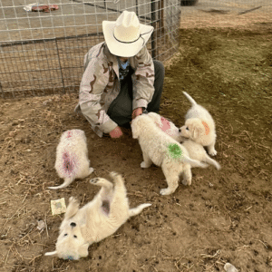 4226016450 Inside Our Maremma Puppy Program