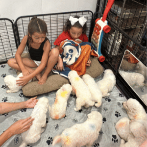 1403144218 Inside Our Maremma Puppy Program
