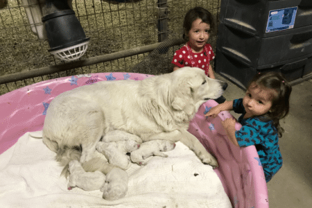 2500385018 Inside Our Maremma Puppy Program