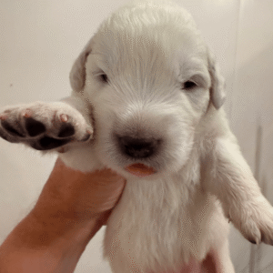 3394814550 Inside Our Maremma Puppy Program