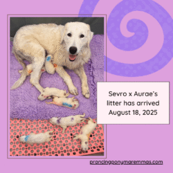 Sevro & Aurae Litter 8/25