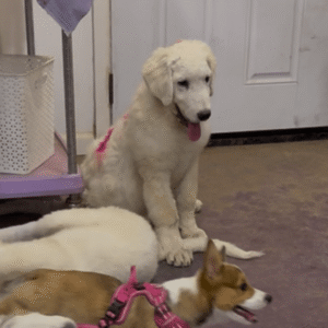3444317923 Inside Our Maremma Puppy Program