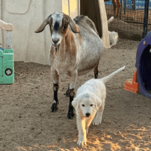 3430906710 Inside Our Maremma Puppy Program
