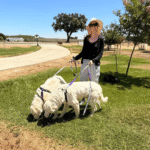 394946381 Success Stories: Prancing Pony Maremmas Thriving Across North America