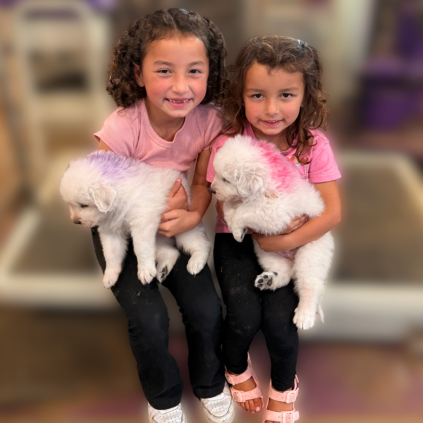 2735723514 Carina: Gentle Young Maremma for a Flat-Terrain Farm