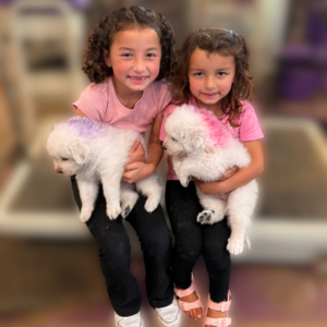 815574226 Inside Our Maremma Puppy Program