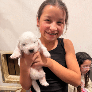 969374565 Inside Our Maremma Puppy Program