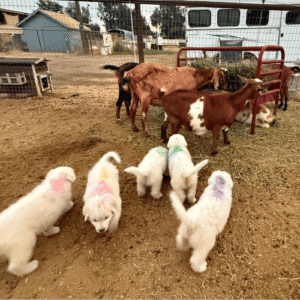 1738814156 Inside Our Maremma Puppy Program