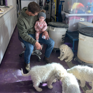 937800703 Inside Our Maremma Puppy Program