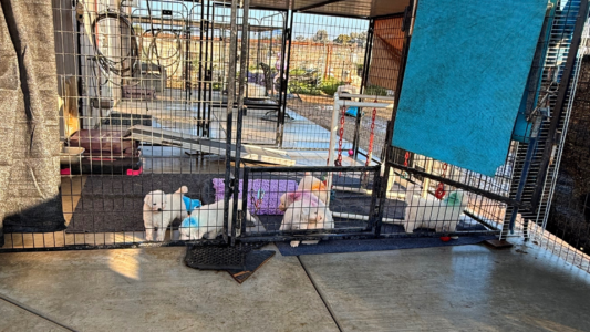 3680819288 Inside Our Maremma Puppy Program