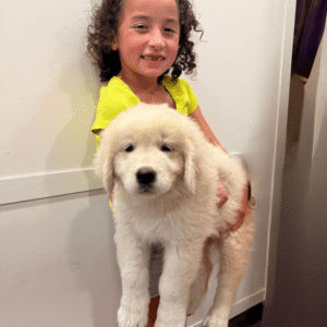 137572906 Inside Our Maremma Puppy Program