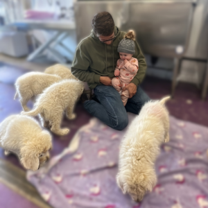 238190171 Inside Our Maremma Puppy Program