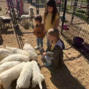 2241678246 Inside Our Maremma Puppy Program