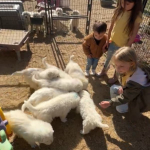 3879089580 Inside Our Maremma Puppy Program