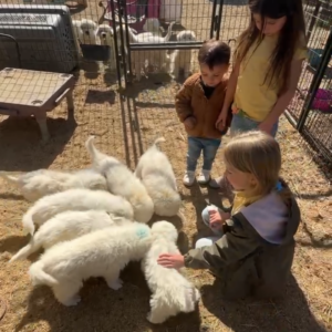 1421977015 Inside Our Maremma Puppy Program