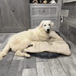 3634012812 Success Stories: Prancing Pony Maremmas Thriving Across North America