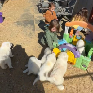 3200132103 Inside Our Maremma Puppy Program