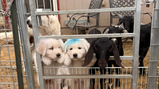 3457181398 Inside Our Maremma Puppy Program