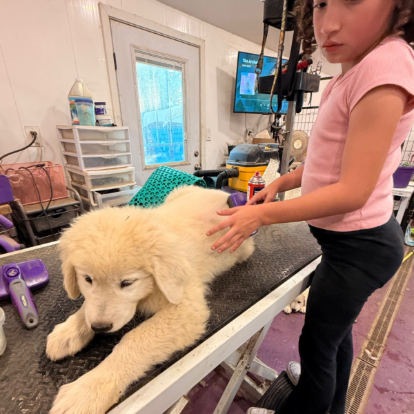 2619852327 Carina: Gentle Young Maremma for a Flat-Terrain Farm