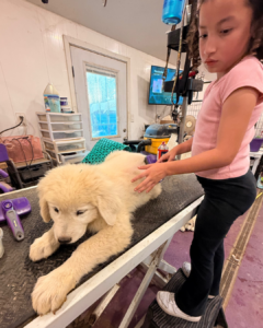4251748994 Inside Our Maremma Puppy Program