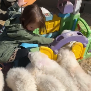 1098089330 Inside Our Maremma Puppy Program