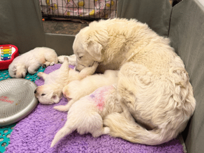 3518890129 Inside Our Maremma Puppy Program