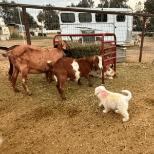 1701493686 Inside Our Maremma Puppy Program
