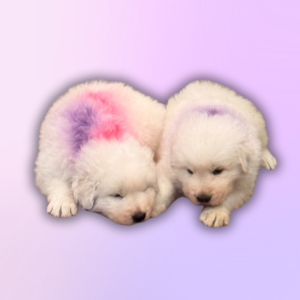 4283113966 Inside Our Maremma Puppy Program