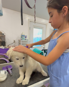 3127167576 Inside Our Maremma Puppy Program
