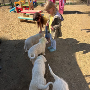 1492725172 Inside Our Maremma Puppy Program