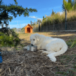 1712291762 Success Stories: Prancing Pony Maremmas Thriving Across North America