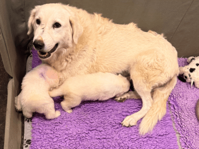 716948708 Inside Our Maremma Puppy Program