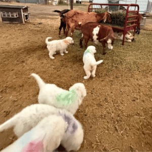 2384032221 Inside Our Maremma Puppy Program