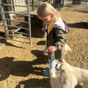 1324538850 Inside Our Maremma Puppy Program