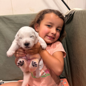 3116868490 Inside Our Maremma Puppy Program
